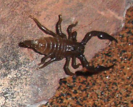 Baby Emperor Scorpions