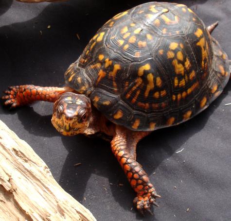 Eastern Box Turtles