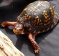 Eastern Box Turtles