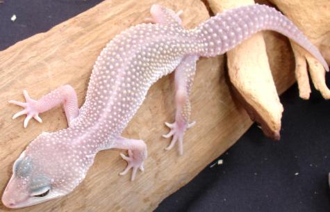 Baby Blizzard Leopard Geckos