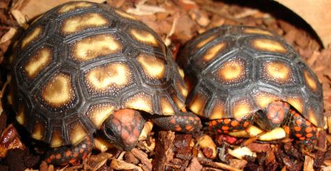 Baby Cherryhead Red Foot Tortoises