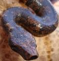 Viper Boas