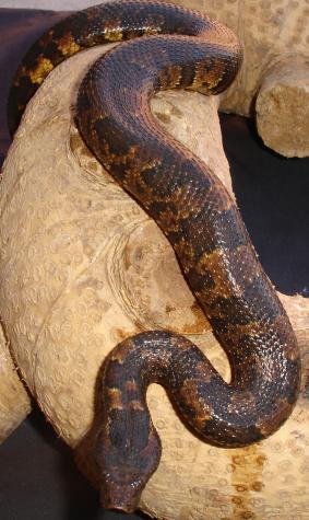Viper Boas
