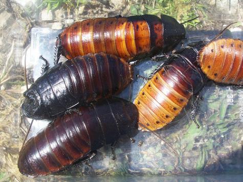 Small / Medium Hissing Roaches