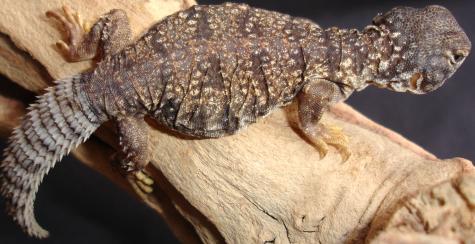 Baby Mali Uromastyx