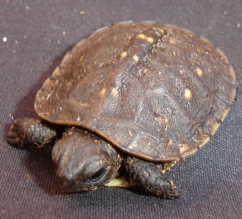 Baby Eastern Box Turtles
