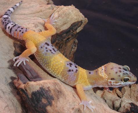 Medium Hypo Leopard Geckos