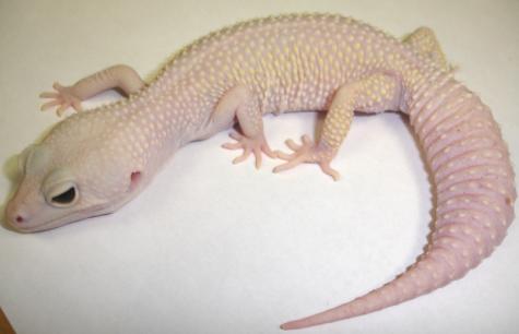 Sub Adult Blazing Blizzard Leopard Geckos