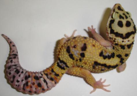 Sub Adult Jungle High Yellow Leopard Geckos
