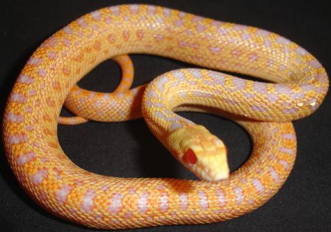 Baby Albino Applegate San Diego Gopher Snakes