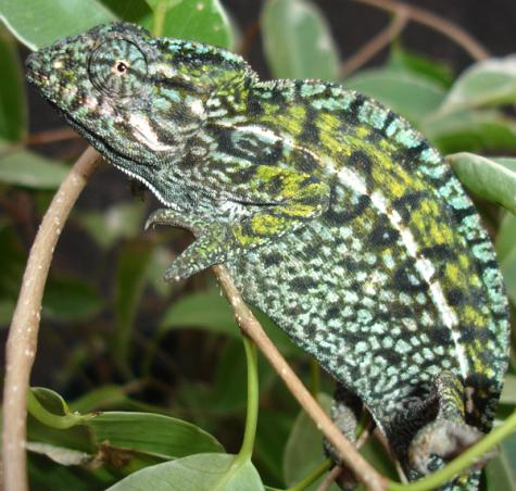 Carpet Chameleons