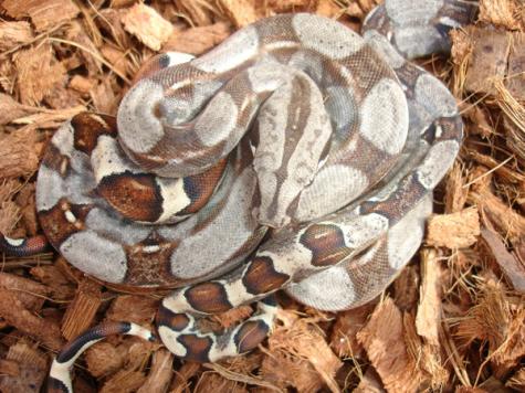 Baby Colombian Boas 100% Het for Anery