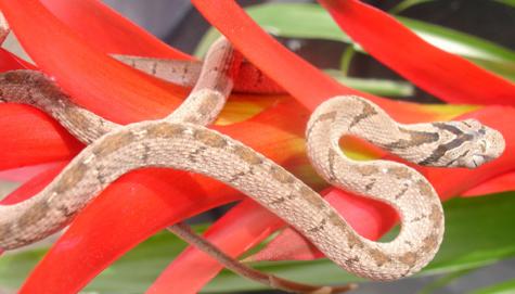 Baby Tanzanian Egg Eating Snakes