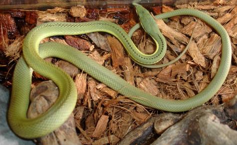 Small Baron's Green Racers