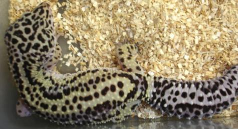 Adult Bold Stripe Leopard Geckos