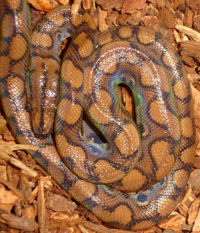Small Brazilian Rainbow Boas