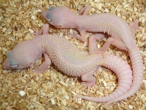 Baby Diablo Blanco Leopard Geckos