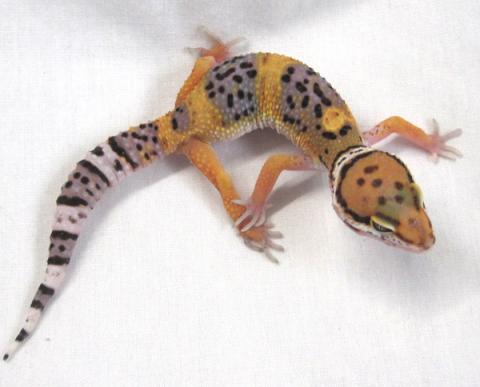 Small Hypo Tangerine Leopard Geckos