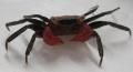 Vampire Crabs
