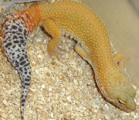 Sub Adult Super Hypo Tangerine Carrot Tail Leopard Geckos