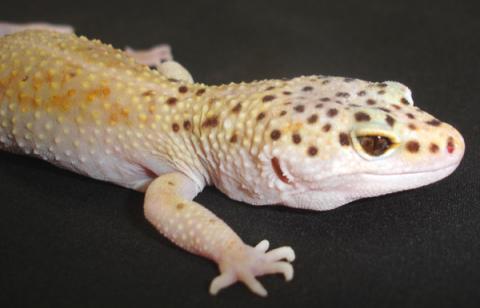 Adult Enigma Leopard Geckos