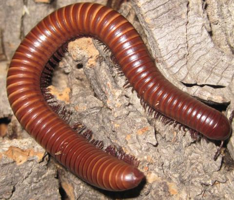 Texas Giant Brown Millipedes