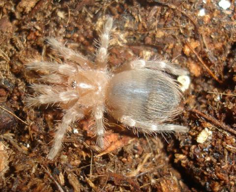 Brazilian Giant White Knee Spiderlings