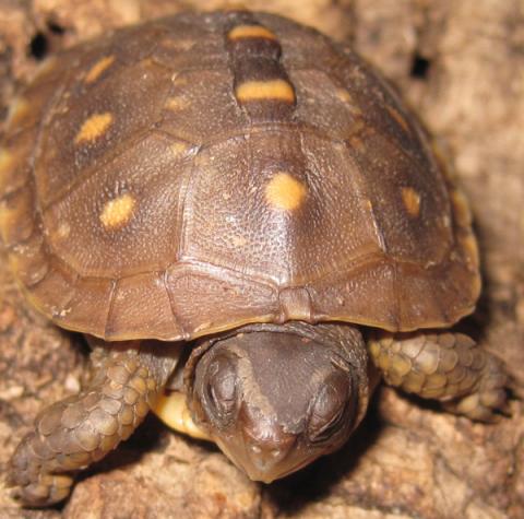 Baby Three Toed Box Turtles