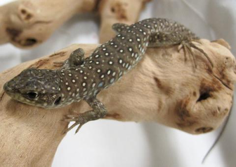 Small Jeweled Lacertas