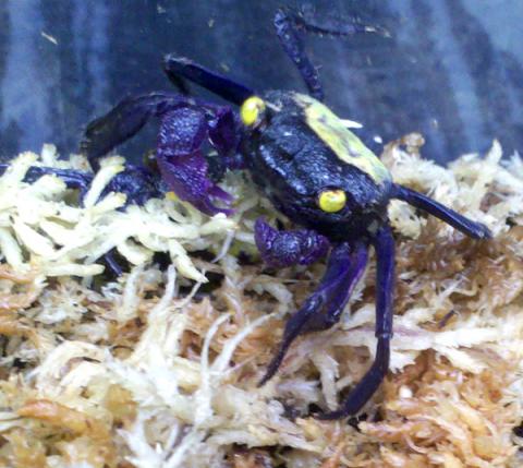 Vampire Crabs
