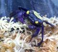 Vampire Crabs