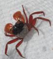 Vampire Crabs