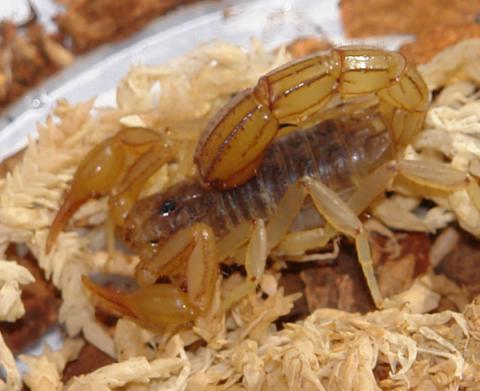 Striped Devil Scorpions