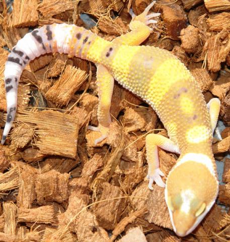 Small Super Hypo Leopard Geckos