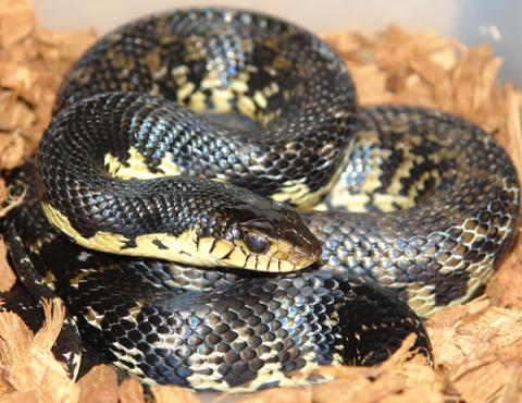 Madagascar Giant Hognose Snakes