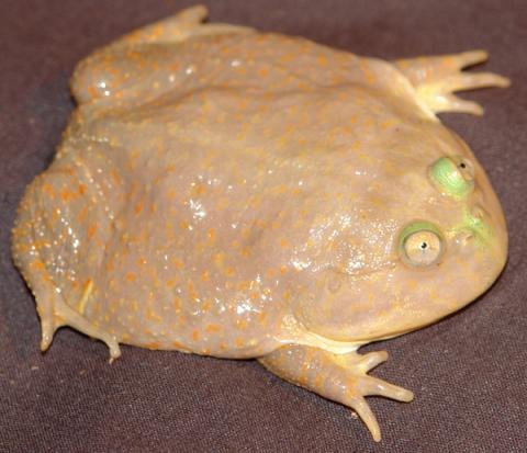 Baby Budgetts Frogs