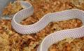 Cape File Snakes
