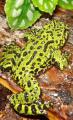 Fire Belly Toads
