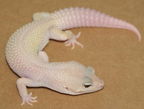 Adult Albino Leucistic Leopard Geckos