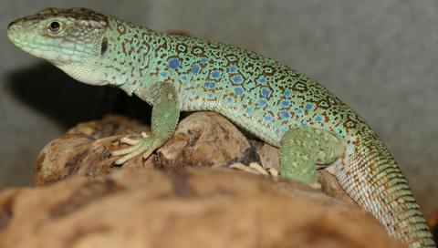 Sub Adult Jeweled Lacertas