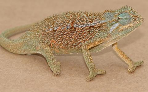 Elliot's Chameleons