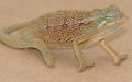 Elliot's Chameleons