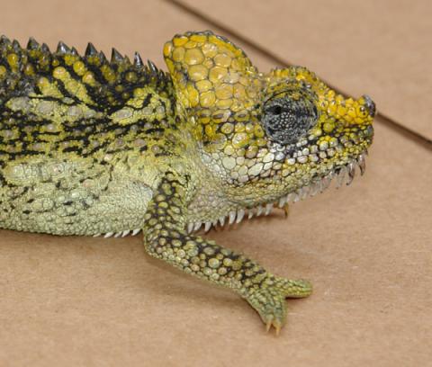 Helmeted Chameleons