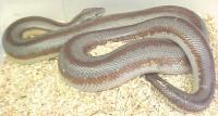 Adult Coastal Rosy Boas