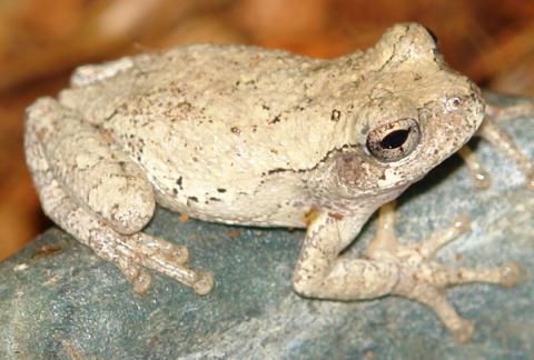 Grey Tree Frogs