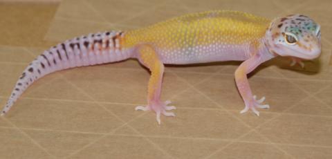 Small Reverse Stripe Leopard Geckos