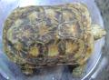 Pancake Tortoises