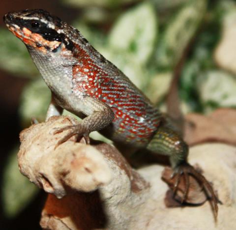 Jeweled Curly Tail Lizards