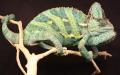 Adult Veiled Chameleons