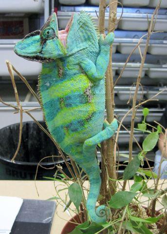 Adult Veiled Chameleons